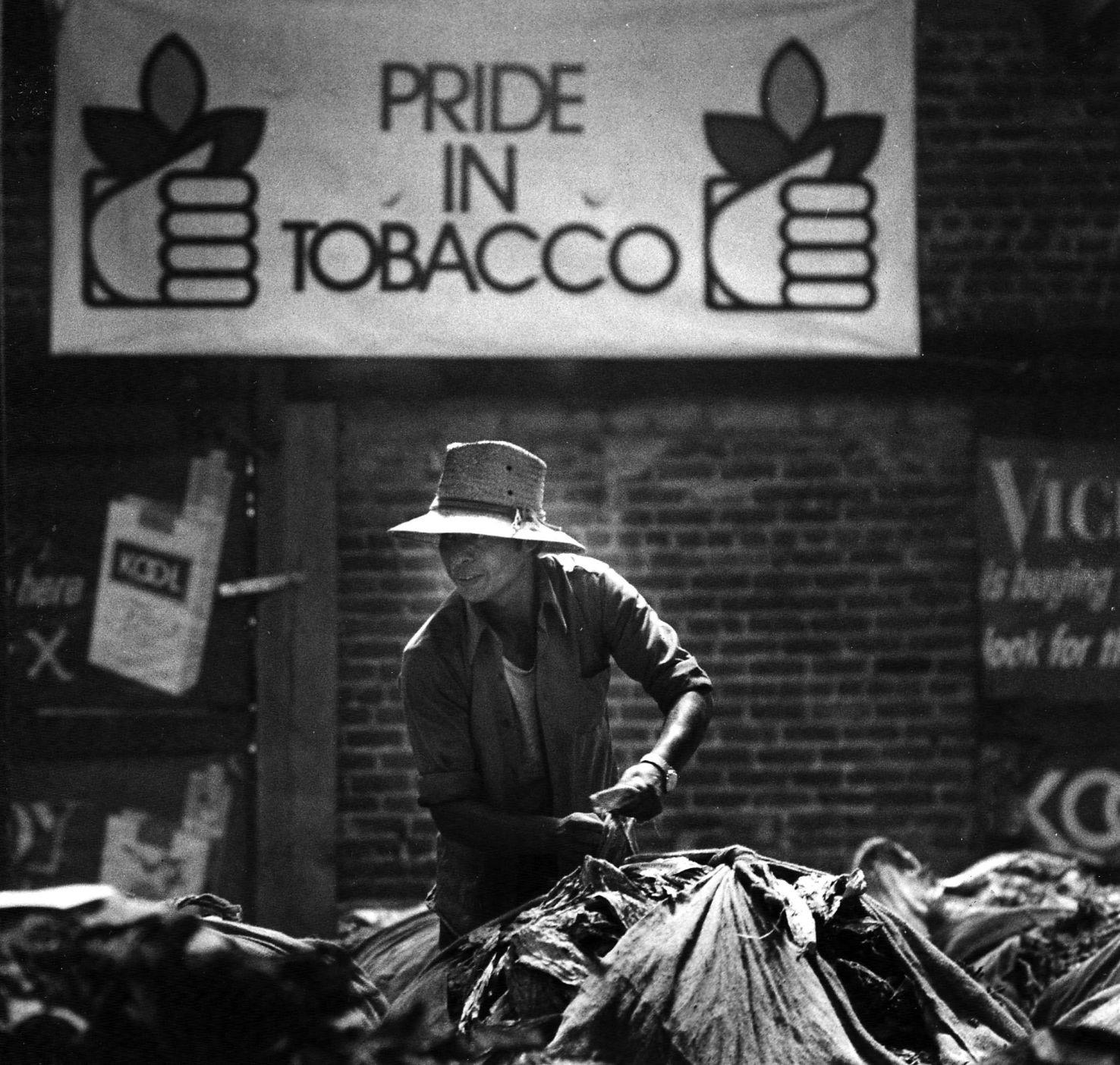 1981-08-06 tobacco.jpg